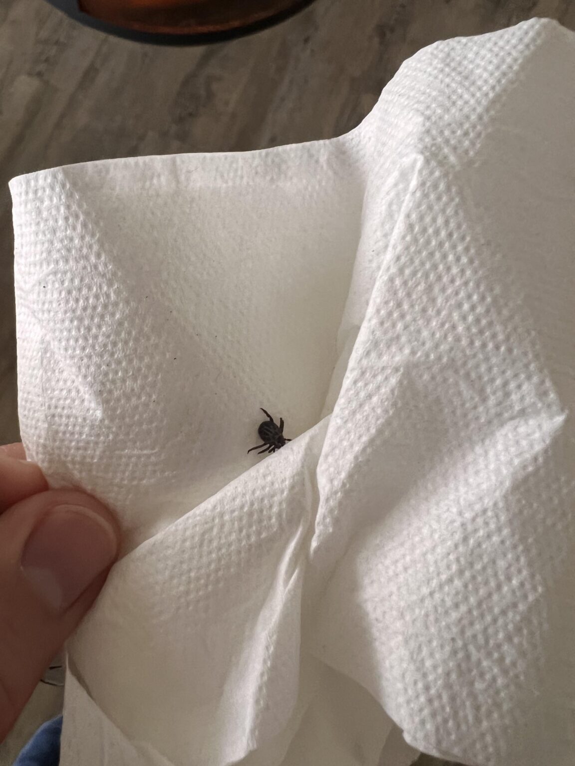 ダニの種類を特定するのに助けが必要