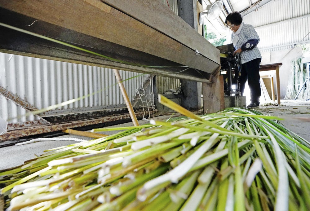 機械を使って真っ二つに割かれる七島藺の茎。白い断面をみせて次々に積まれていった（大分県国東市安岐町で）