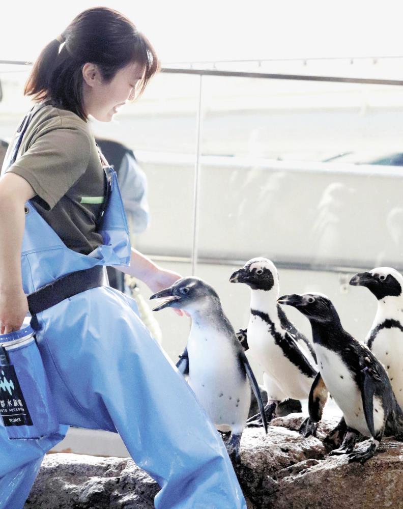 エサの小魚をせがむ「うしわか」（右から４羽目）。子どもの間は羽の色がグレー（京都市下京区で）