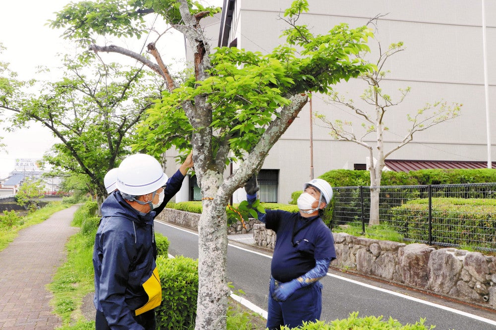 弱った木に目印のロープを取り付ける「すぐやる班」の職員