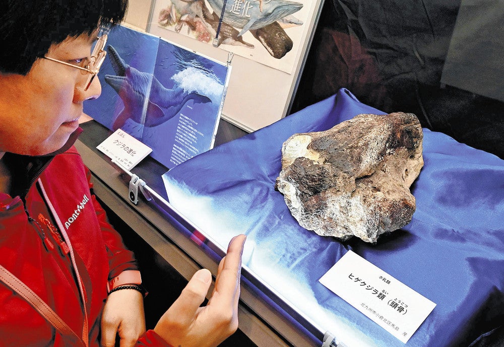 県立山口博物館で展示されている「エティオケタス」の化石