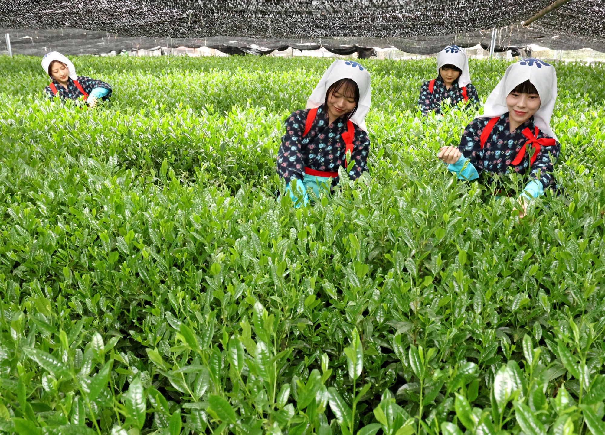 西尾・新茶摘み