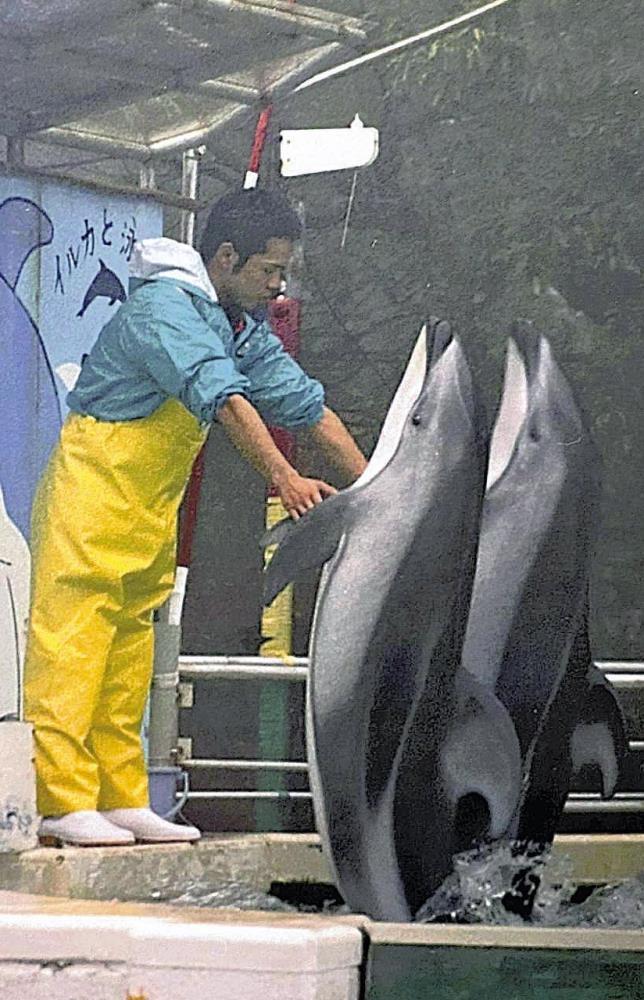 水族館でイルカショーを披露していた横田さん＝本人提供
