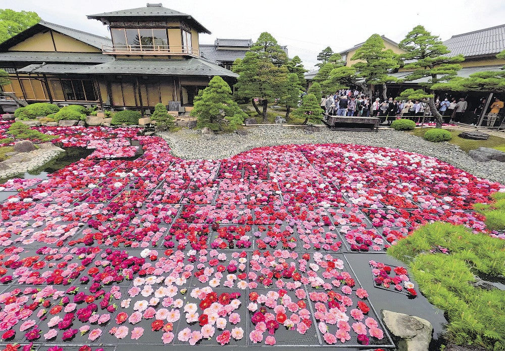 ボタンの花を池に浮かべる「池泉牡丹」（４月２９日、松江市で）＝吉野拓也撮影
