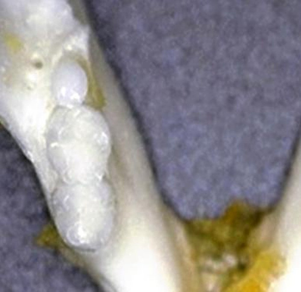 薬の投与で新しい歯が生えたマウスの顎（北野病院提供）