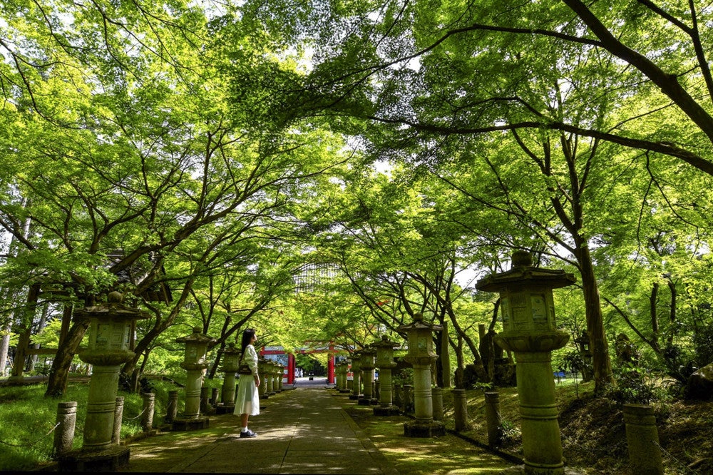 新緑に包まれた高山寺の参道（兵庫県丹波市氷上町で）