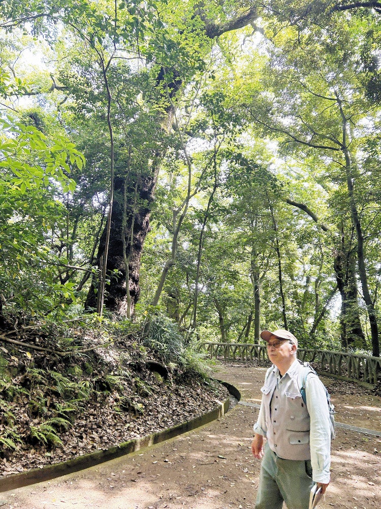 青々とした緑に囲まれた遊歩道