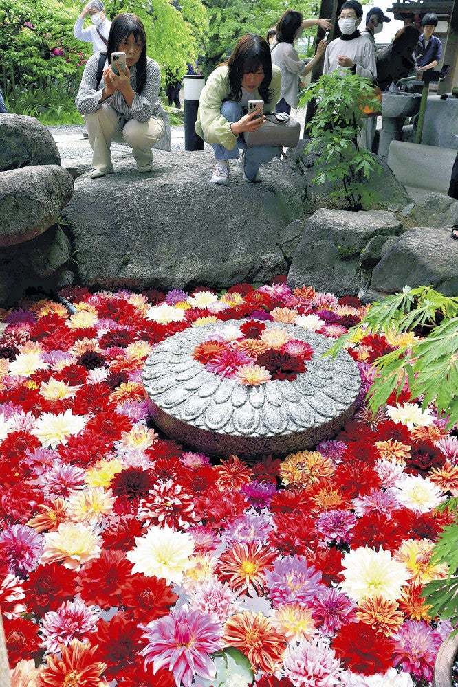 池に浮かべられた色とりどりのダリア（奈良県明日香村で）