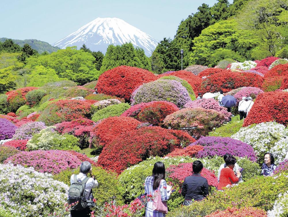 富士山を背景に色とりどりの花を咲かせるツツジ（５日、箱根町の「小田急　山のホテル」で）