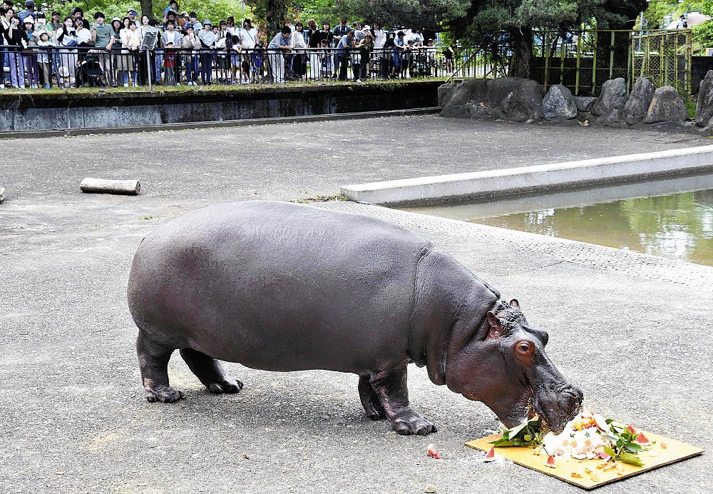 見守る来園者に見守られケーキを食べるソラ