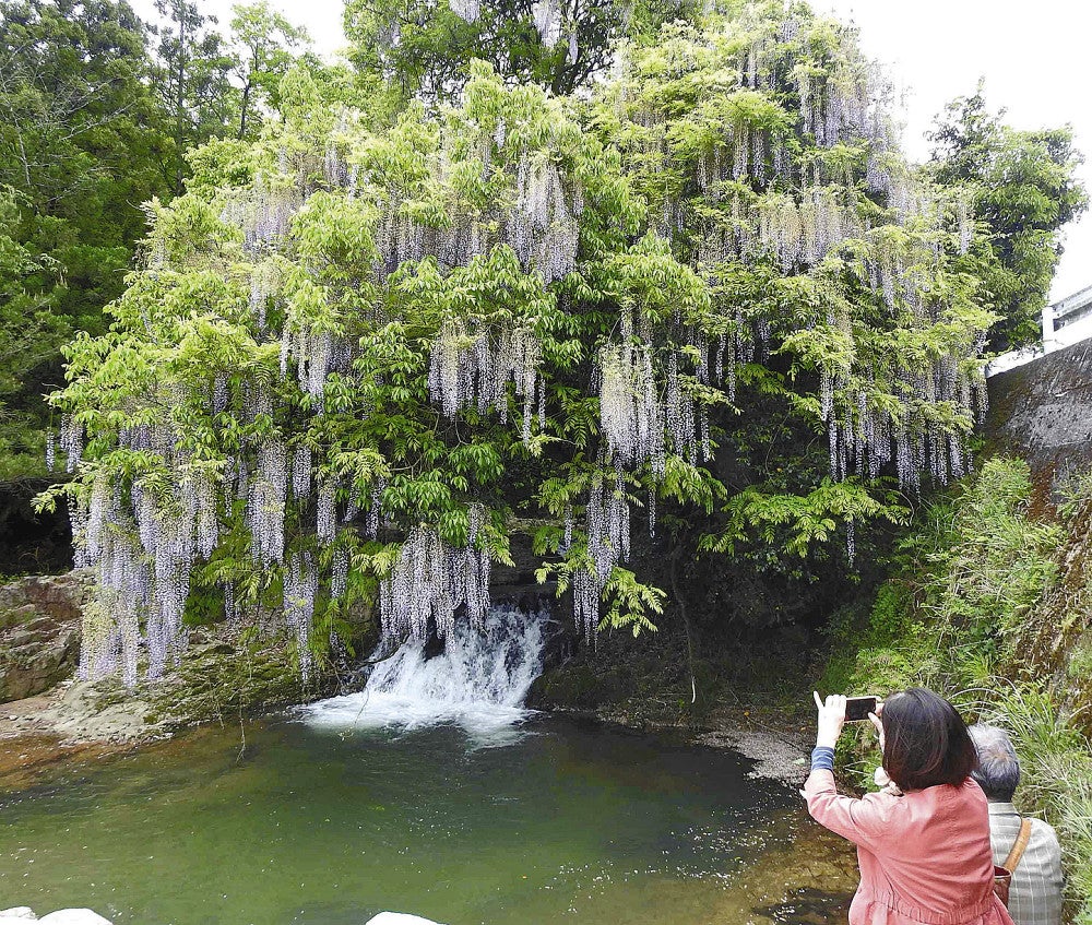 川面に向かって花房を垂れる「一貫野の藤」