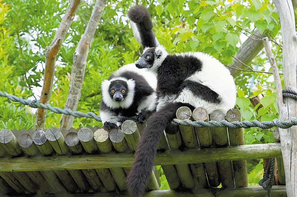 エリマキキツネザル＝ときわ動物園提供