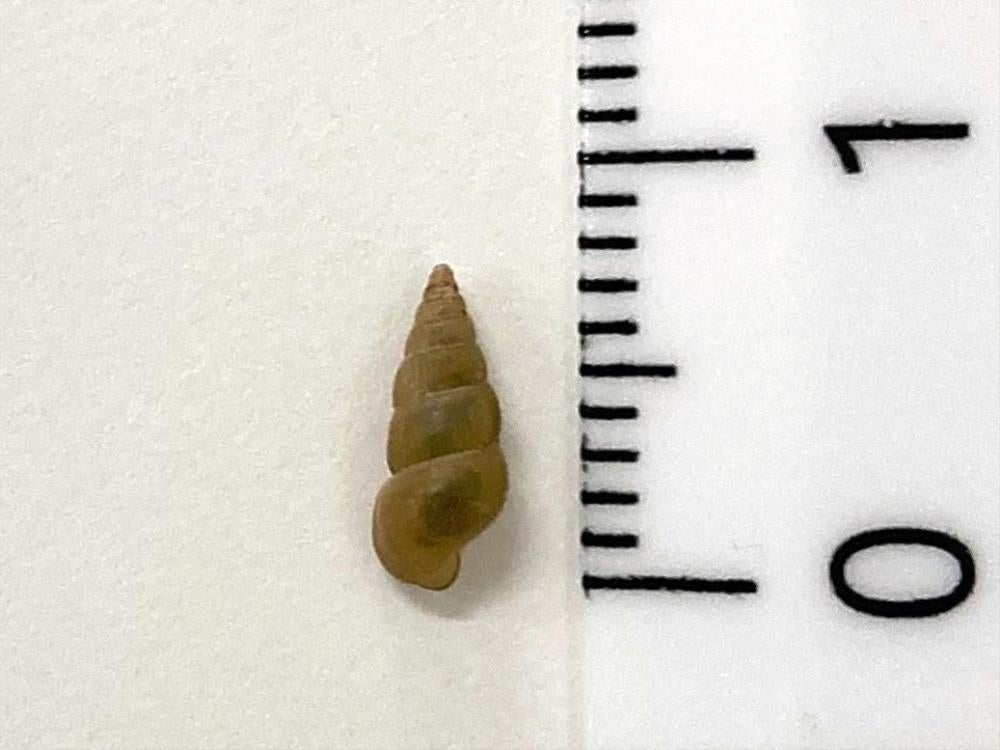 ミヤイリガイ。長さは６～８ミリ、幅は２・５～３ミリという