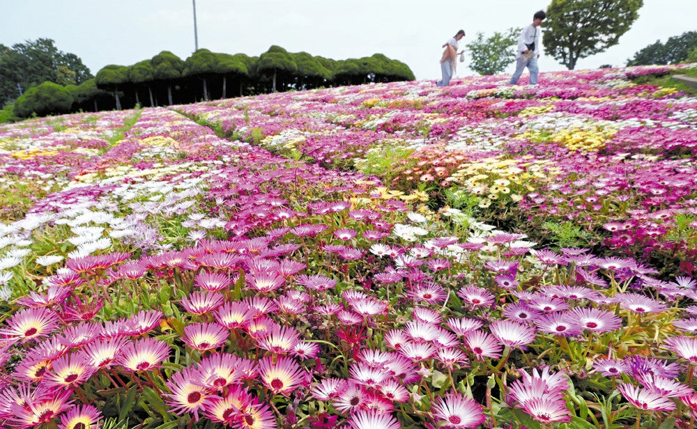 色とりどりの花が咲き誇るリビングストンデージー（福岡市西区・能古島で）＝長野浩一撮影