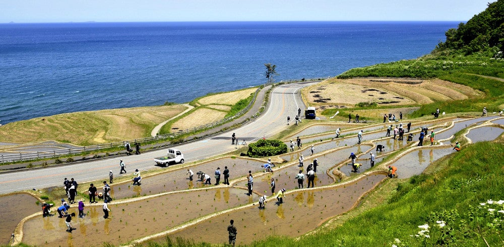 修繕を終えた一部の「白米千枚田」で田植えをするオーナー会員たち（１１日、石川県輪島市で）＝細野登撮影