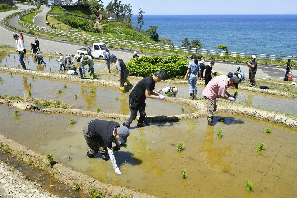 修繕を終えた一部の「白米千枚田」で田植えをするオーナー会員たち（１１日、石川県輪島市で）＝細野登撮影