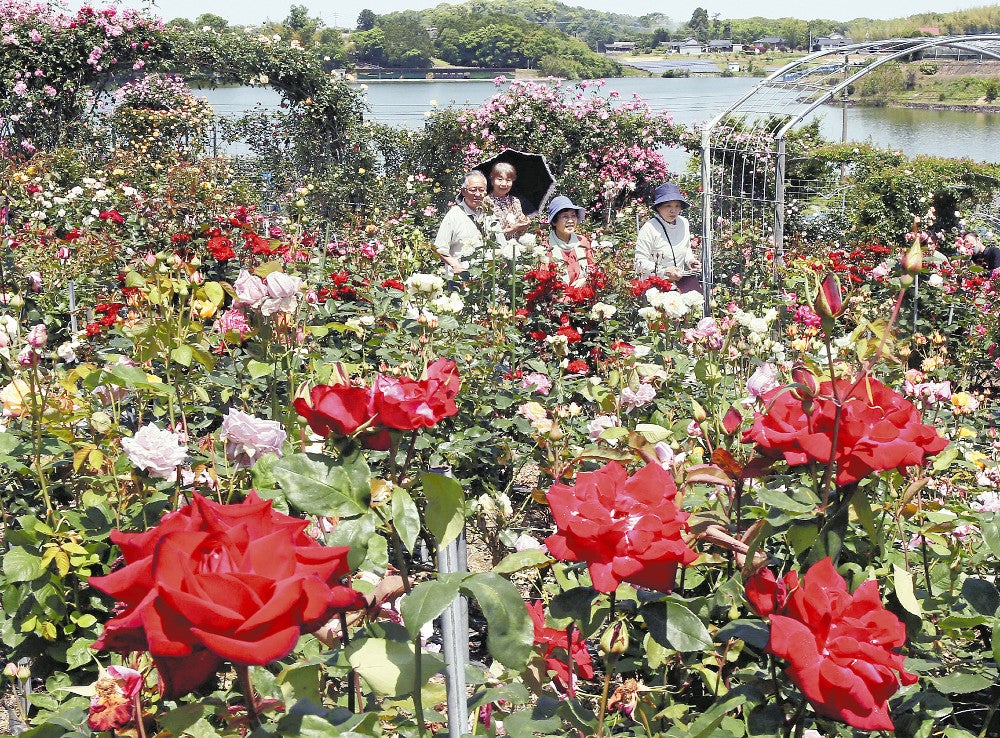 鮮やかに咲き誇るバラ（１０日、大分県宇佐市で）＝田中勝美撮影