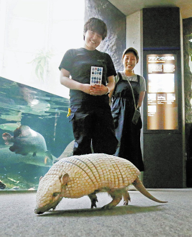 館内を散歩するアルマジロの「ヤシ子」（大分市の「うみたまご」で）＝田中勝美撮影