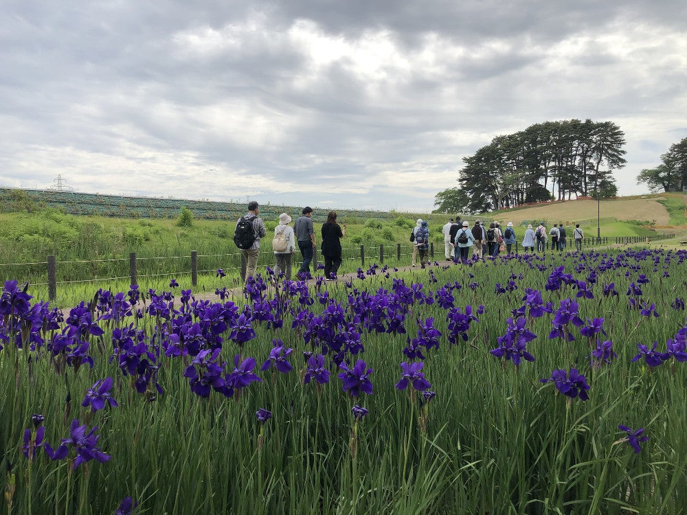 築地塀跡（左）のそばではアヤメが見頃。６月にはあやめまつりが開かれる