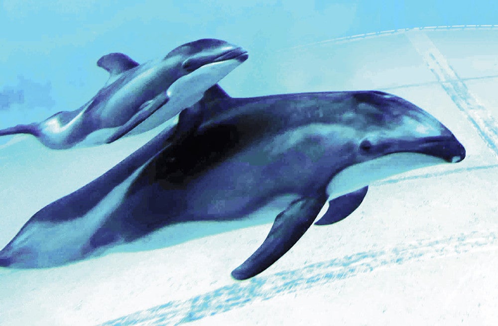 生まれた赤ちゃんと泳ぐ母親のサンゴ（５日撮影、マリンワールド海の中道提供）
