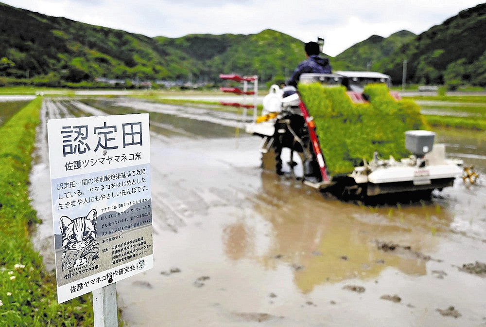 「佐護ツシマヤマネコ米」の認定田での田植え