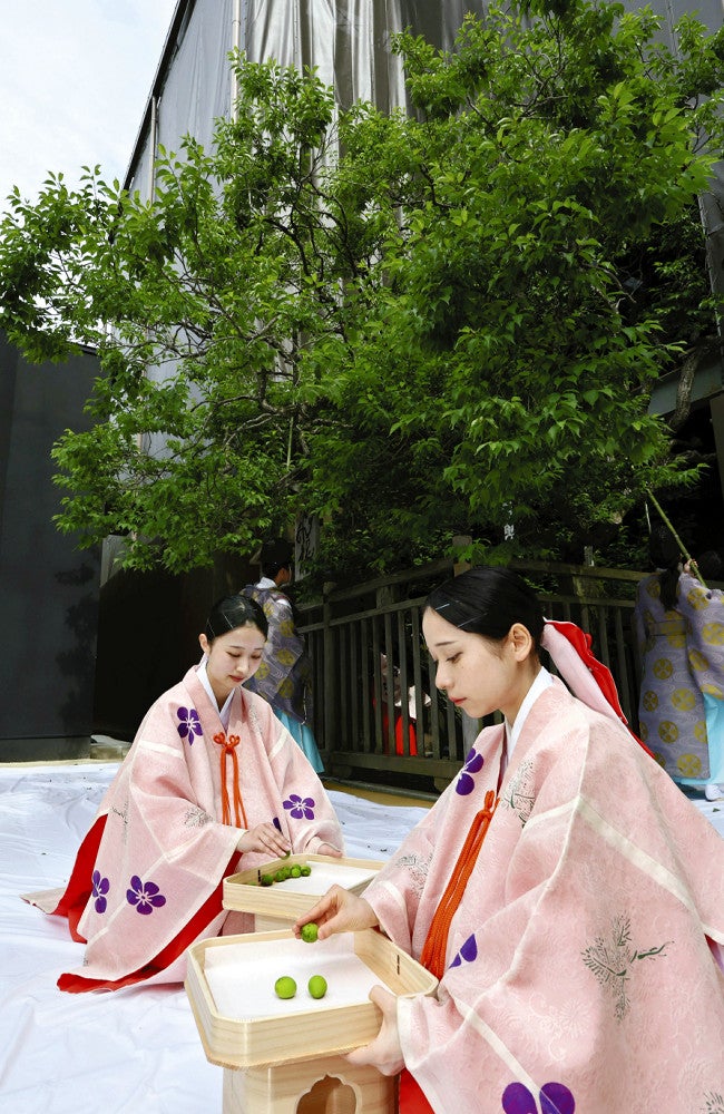 改修中の本殿（奥）の前で飛梅の実を拾う巫女たち（１５日午前、福岡県太宰府市の太宰府天満宮で）＝浦上太介撮影
