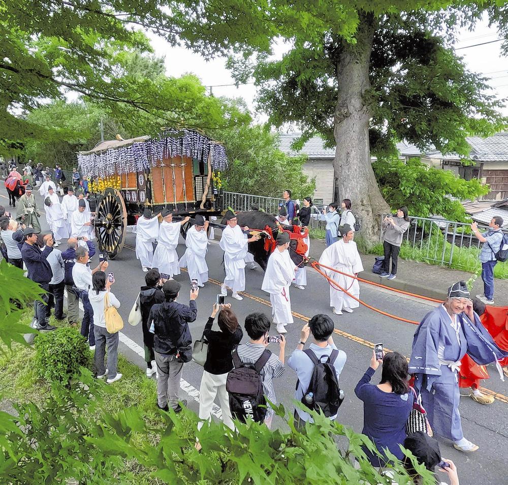 青もみじの加茂街道を行く、葵祭の牛車（北区で）＝川崎公太撮影