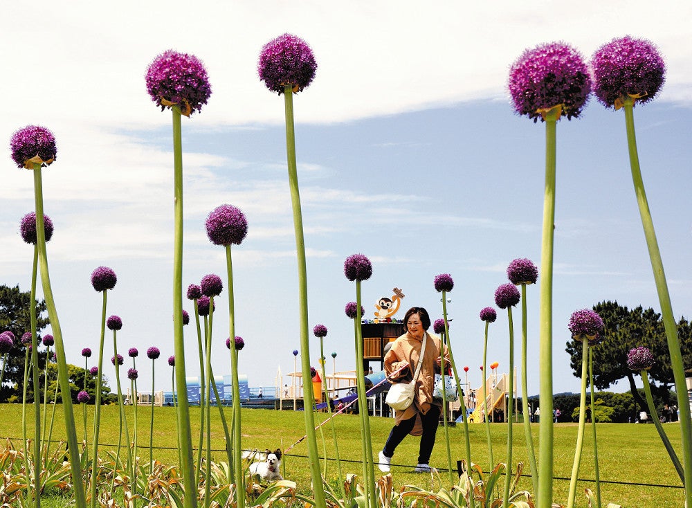 今年初めて植栽され、球状に花を咲かせた「アリウム・ギガンチウム」（１５日、福岡市東区の海の中道海浜公園で）＝貞末ヒトミ撮影