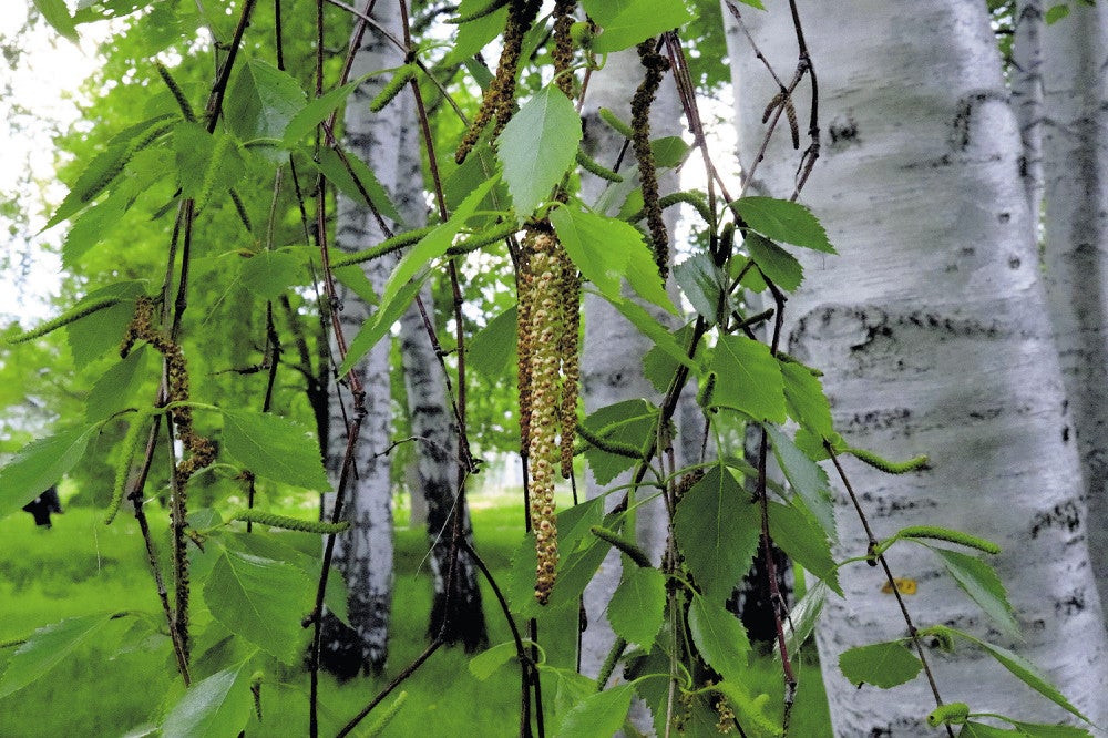 花粉を飛ばすシラカバの雄花（１６日、札幌市北区の北海道大で）