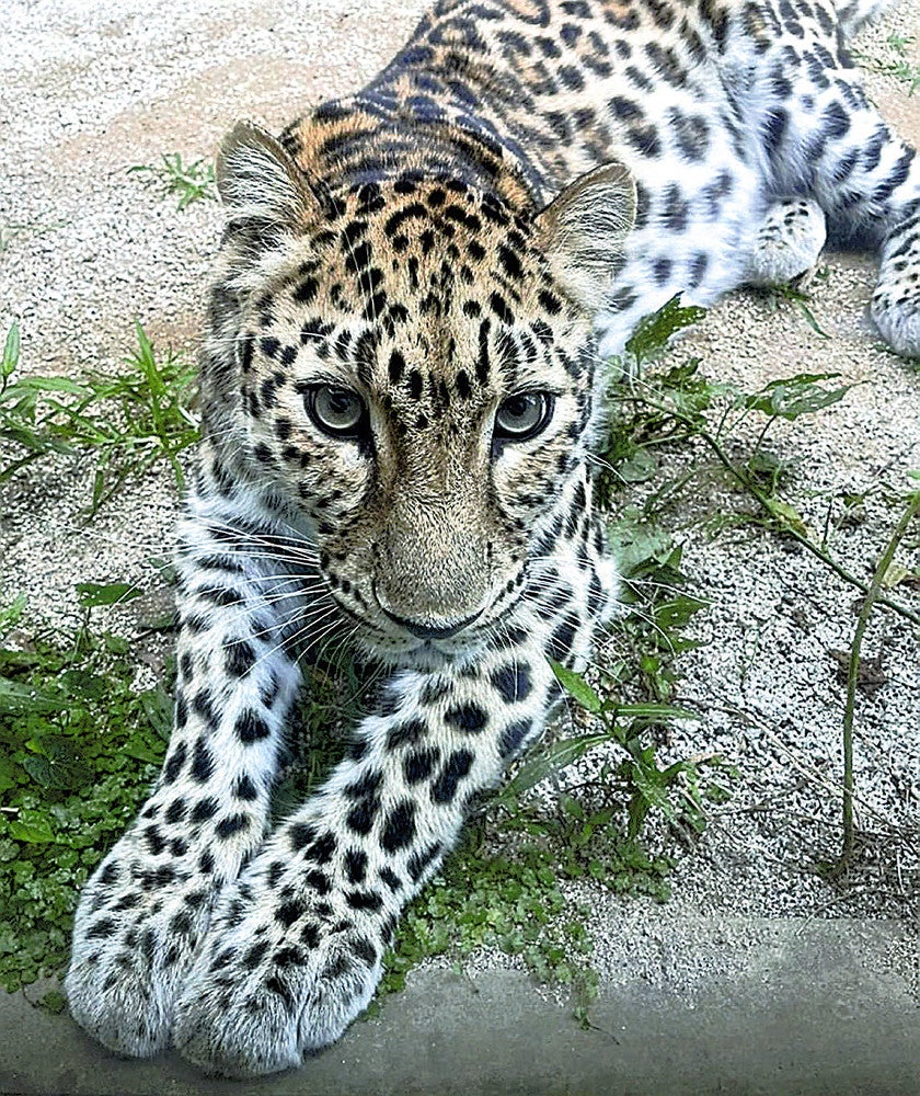 アムールヒョウのポン（大牟田市動物園提供）