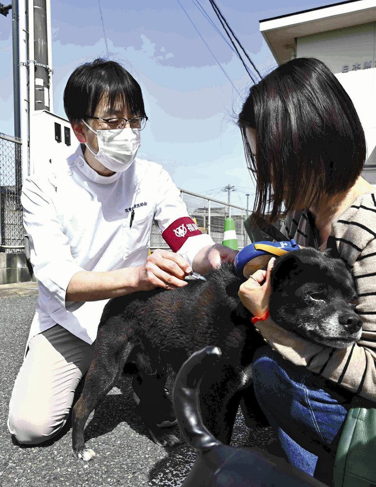 集団接種会場で予防注射を行う獣医師（左）（４月、福岡県大野城市で）