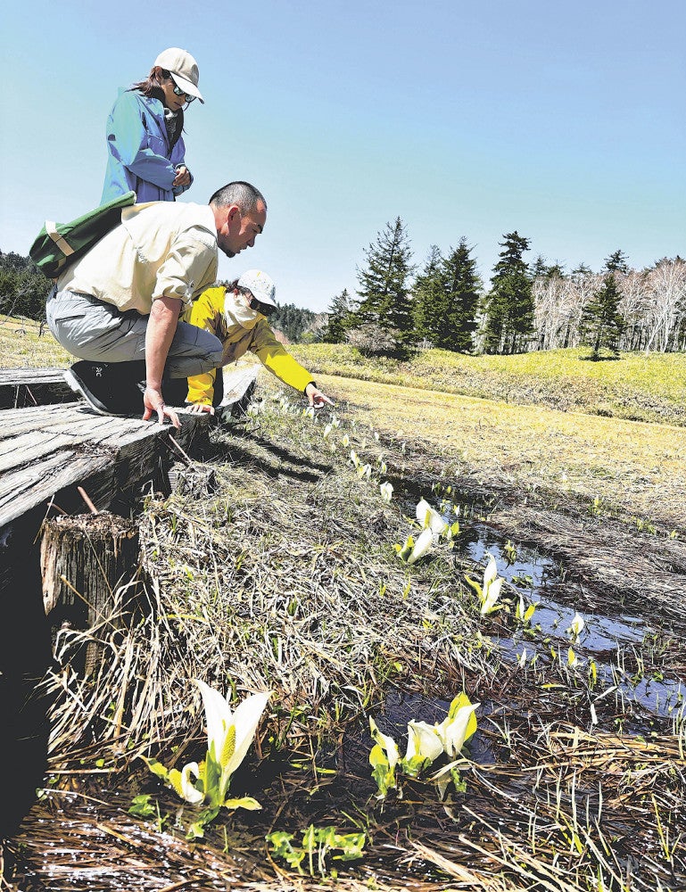 ミズバショウを楽しむ登山愛好家たち（１８日、福島県檜枝岐村で）