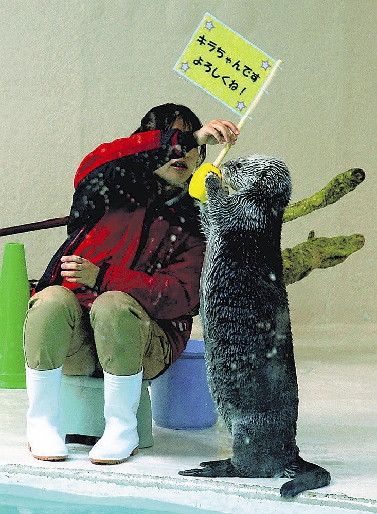 メイの就任を喜ぶキラ（２０日、三重県鳥羽水族館で）