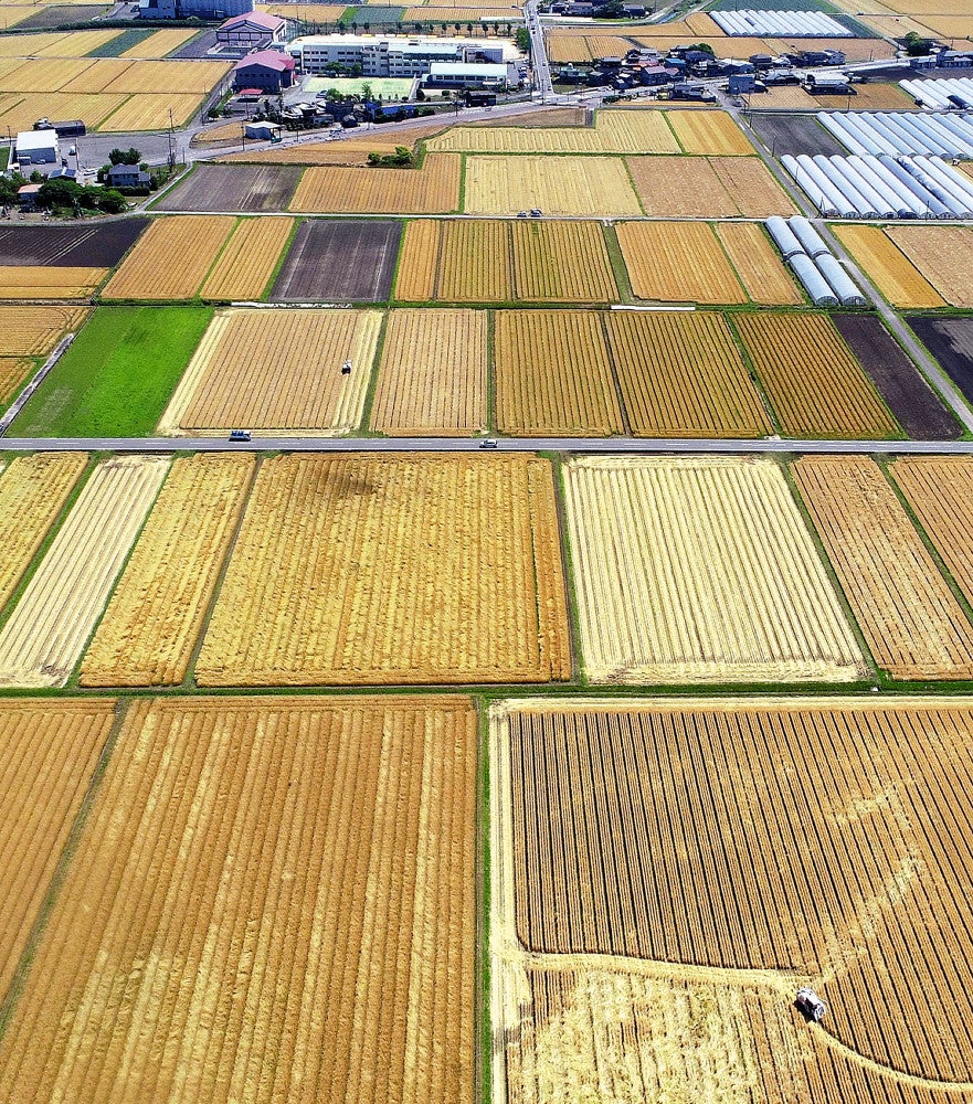 収穫時期を迎え、黄金色に染まる麦畑（福岡県大刀洗町で）＝浦上太介撮影