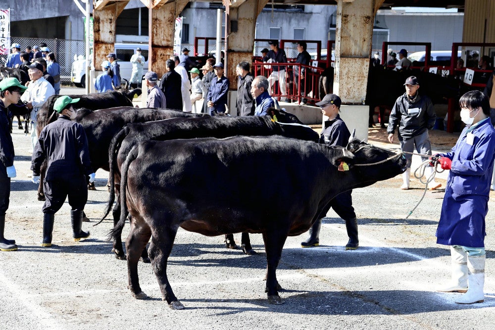 ふるさと納税の返礼品を巡り、三重県四日市市と松阪牛の生産地で議論が起きていた（昨年１０月、三重県松阪市で開かれた品評会）