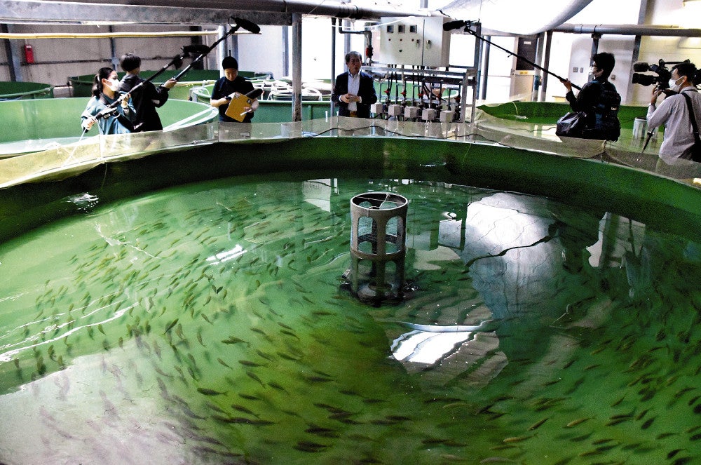 施設内の水槽を泳ぐブリの稚魚（１０日、長崎市・高島で）