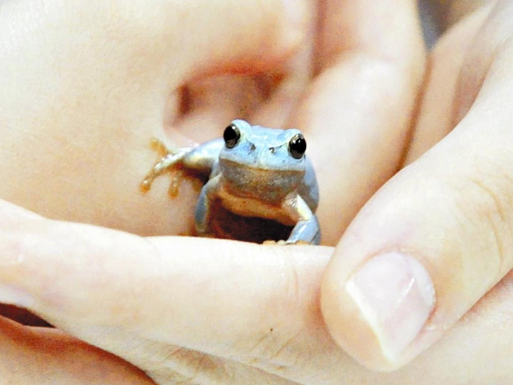水色のニホンアマガエル