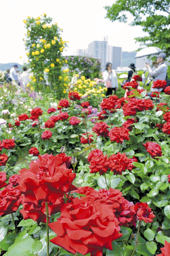 真っ赤に咲き誇るバラ（大津市のびわ湖大津館で）