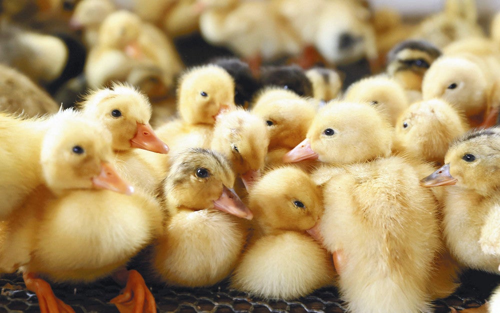 元気に育つアイガモのヒナ（大阪府松原市で）＝前田尚紀撮影