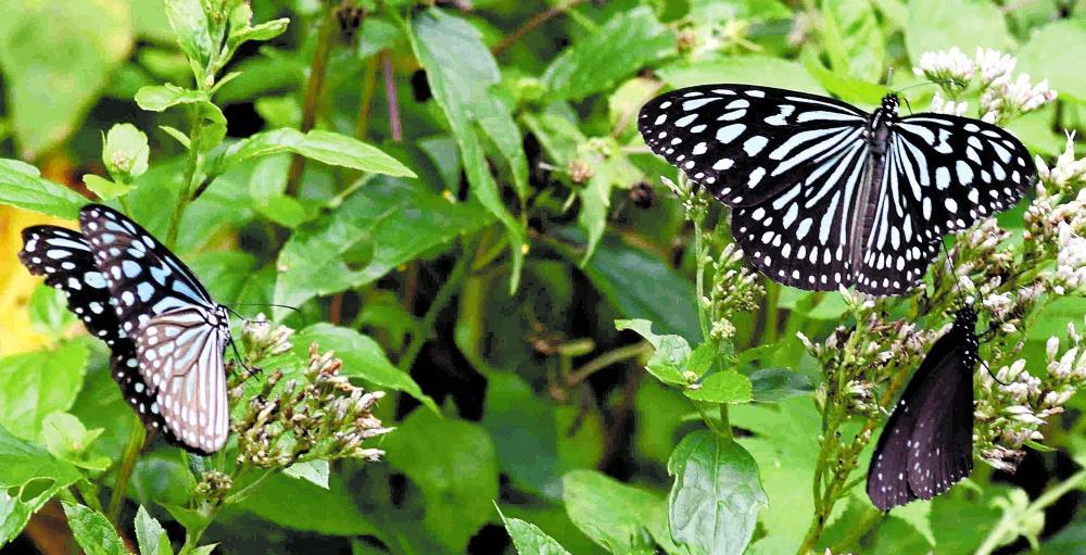リュウキュウアサギマダラとツマムラサキマダラ（右下）