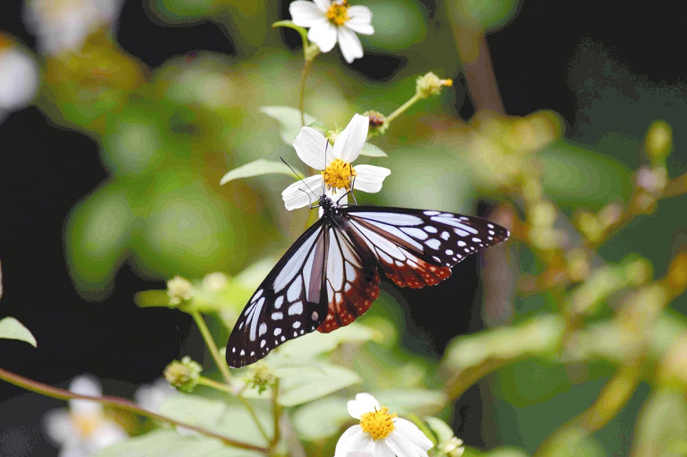 渡りチョウのアサギマダラ