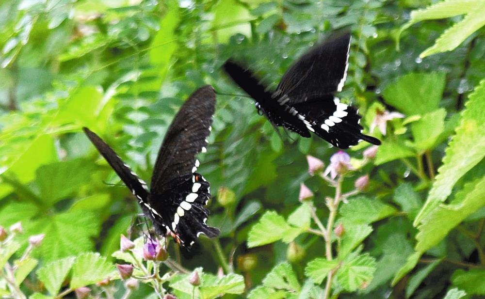 シロオビアゲハのペア