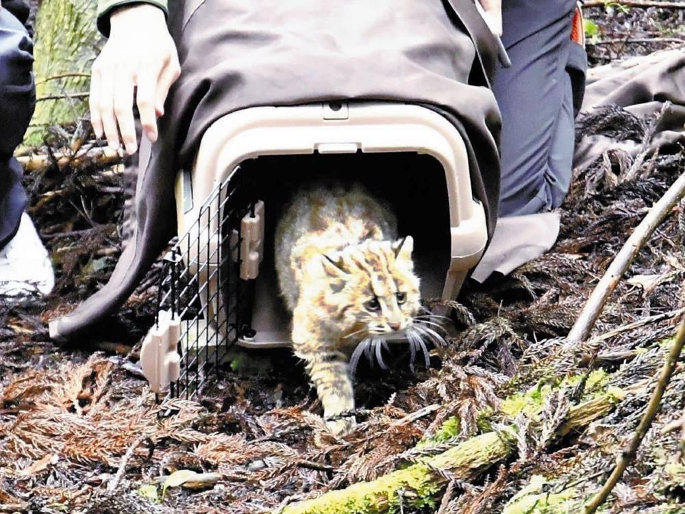 辺りを警戒しながらケージを出るツシマヤマネコの「ひかり」（２０２４年４月）