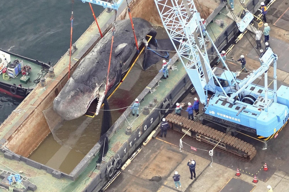クレーンを使って台船に移される迷いクジラの「淀ちゃん」（２０２３年１月１８日、大阪市此花区で、読売ヘリから）＝川崎公太撮影