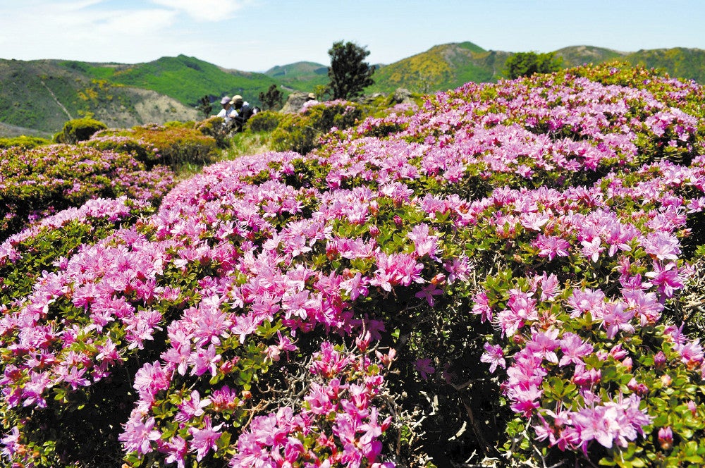 指山山頂で美しいピンク色の花を咲かせたミヤマキリシマ（１８日午前、大分県九重町で）＝秋吉直美撮影