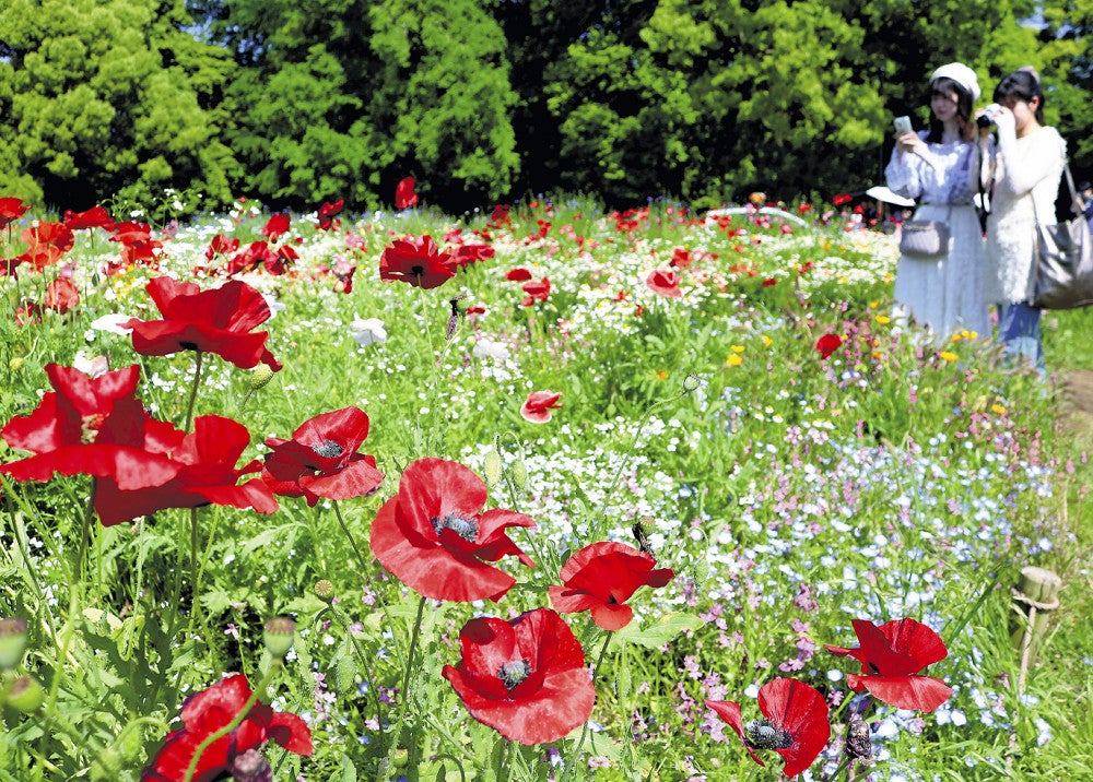 色とりどりの花が見頃を迎えているブーケガーデン（国営昭和記念公園で）　※＝写真＝にしてください