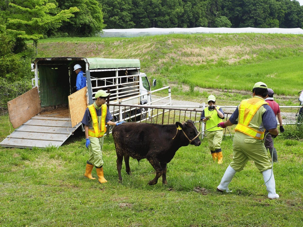 避難してきた牛を放牧場に迎え入れる生徒ら（矢板市片俣で）