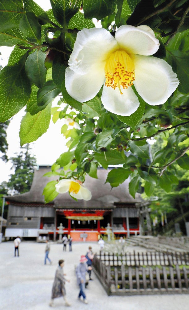 かれんな花を咲かせたヒコサンヒメシャラ（２２日、福岡県添田町で）＝貞末ヒトミ撮影