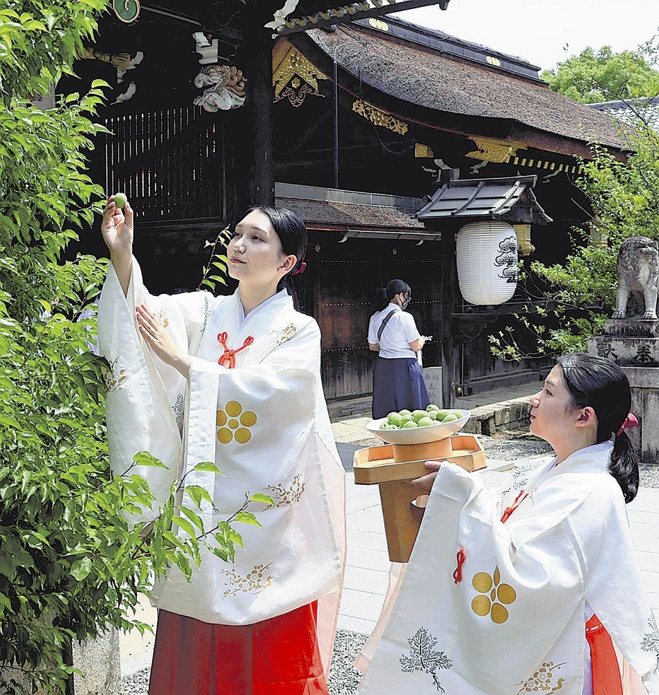 梅の実を収穫する巫女（上京区で）