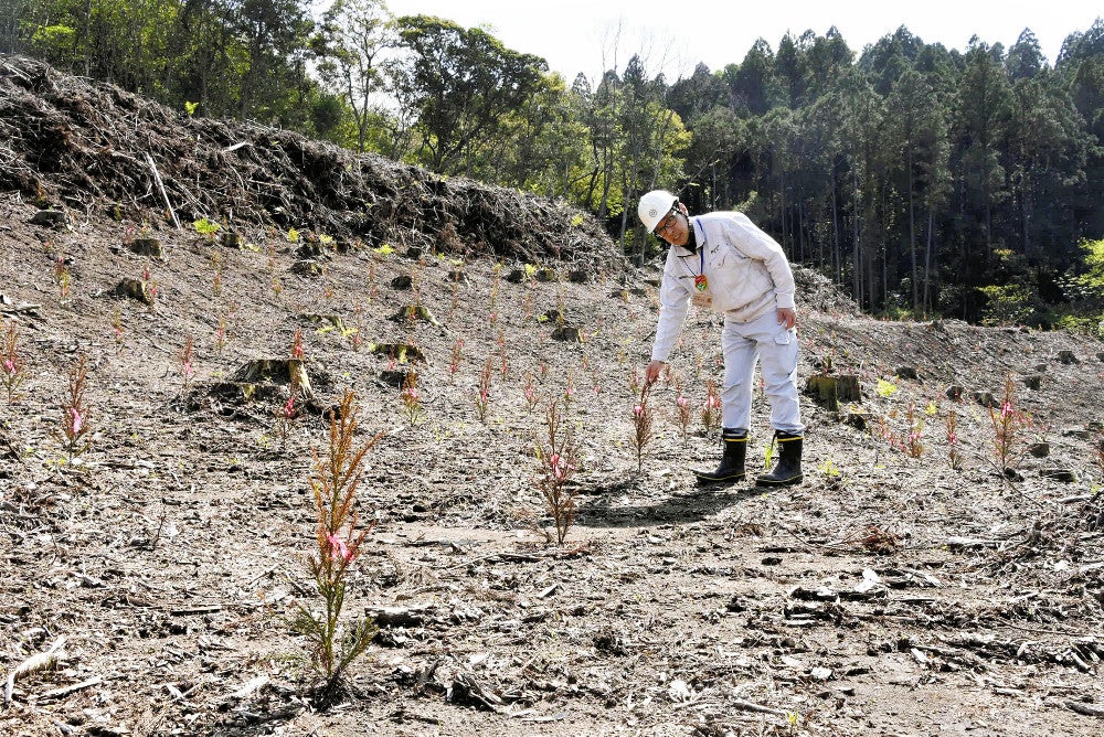 再造林された民有地を案内する都城森林組合の宮脇参事。スギの苗木には赤いリボンが巻いてある（都城市で）